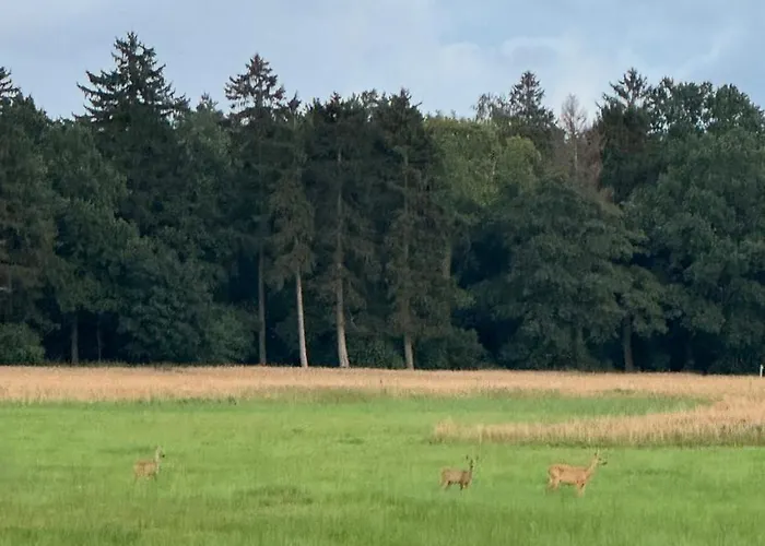 Cisza Village / Blisko Natury 別荘